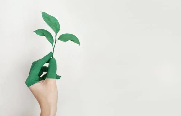 sustainability-MS